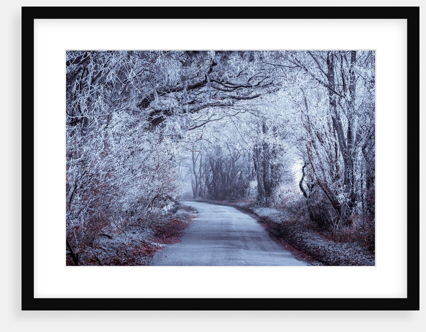 Frosted road through forest by Assaf Frank